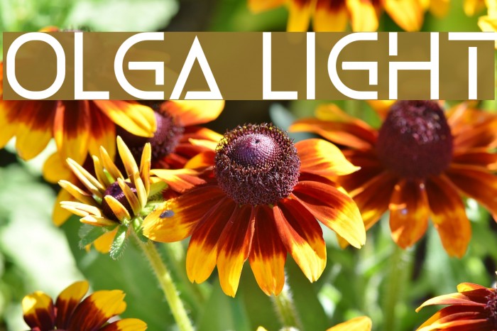 Olga Light Font examples