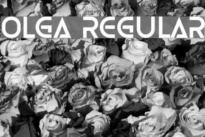 Olga Regular Font examples