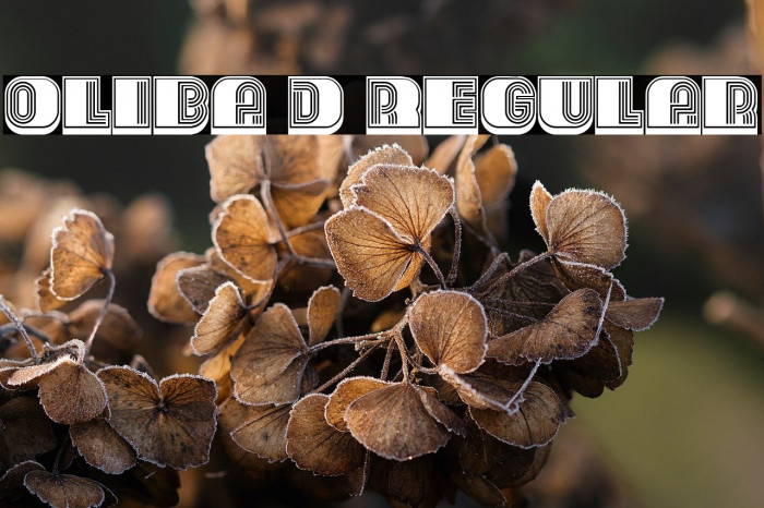 Oliba 3D Regular Example 3