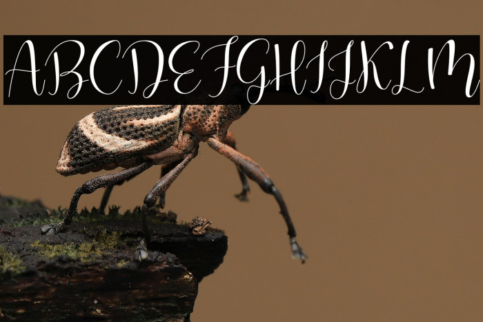 Oliver Sophie Example 2