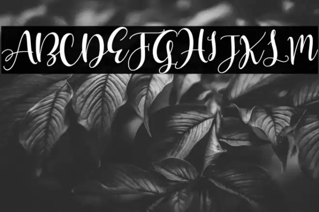 Olivia Mirna Font examples