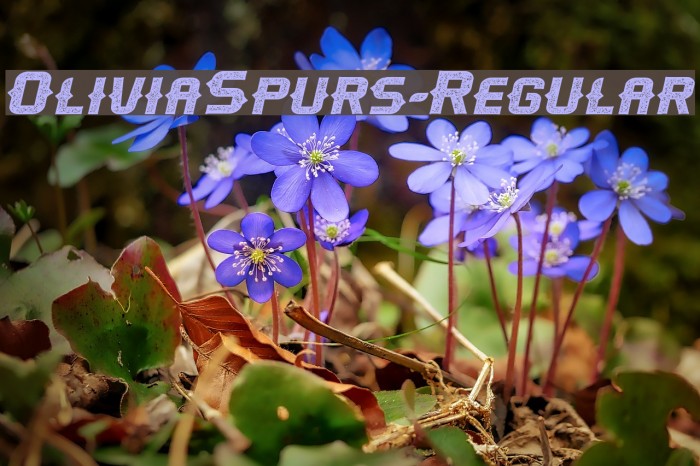 OliviaSpurs-Regular फ़ॉन्ट examples