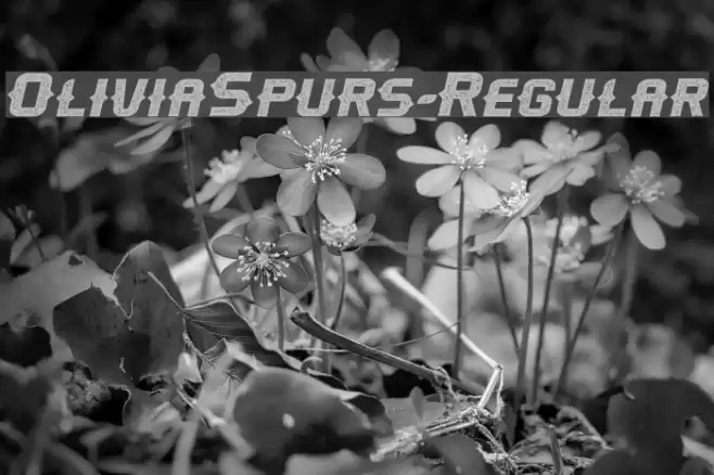 OliviaSpurs-Regular Font examples