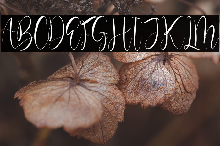 Olivianta Pettcia Example 2