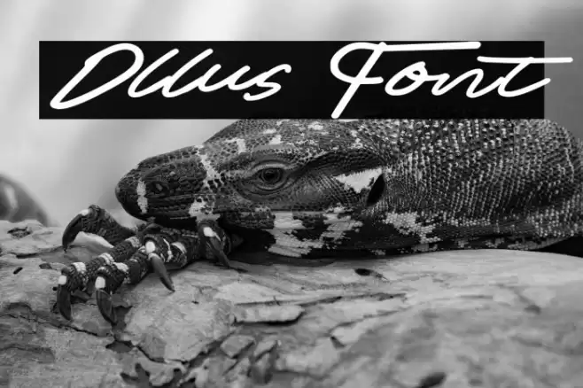 Ollus Schriftart examples