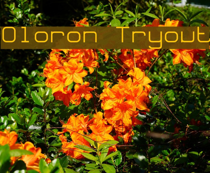 Oloron Tryout Font examples