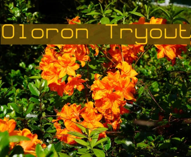 Oloron Tryout Example 1