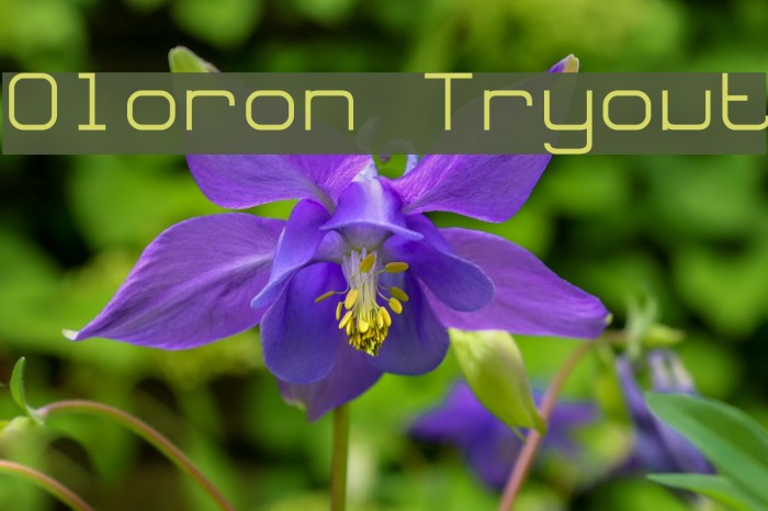 Oloron Tryout Font examples