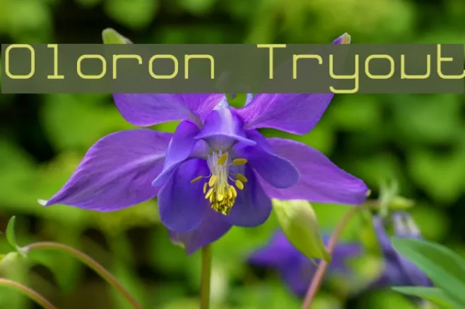 Oloron Tryout Example 3