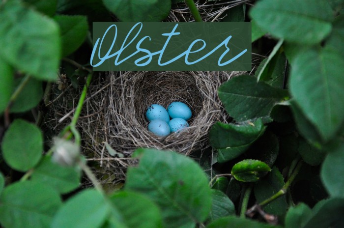 Olster Font examples