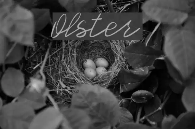 Olster Font examples