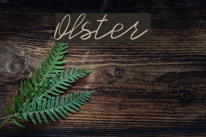 Olster Font examples
