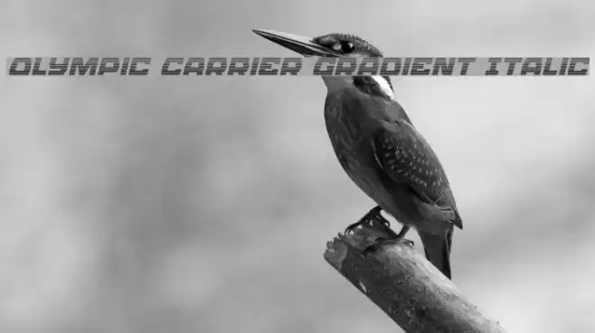 Olympic Carrier Gradient Italic Font examples