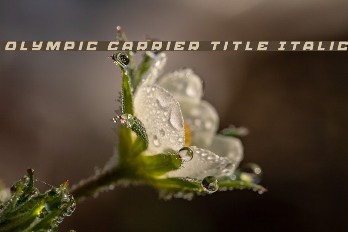 Olympic Carrier Title Italic Font examples