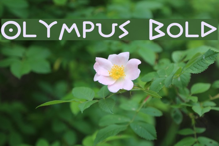 Olympus Bold Font examples