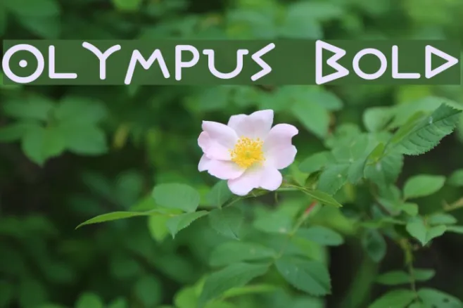 Olympus Bold Example 2