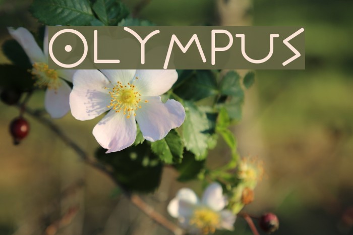 Olympus Font examples