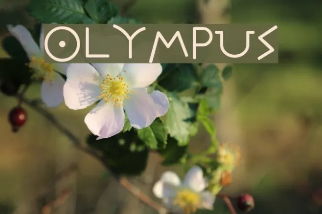 Olympus Example 2