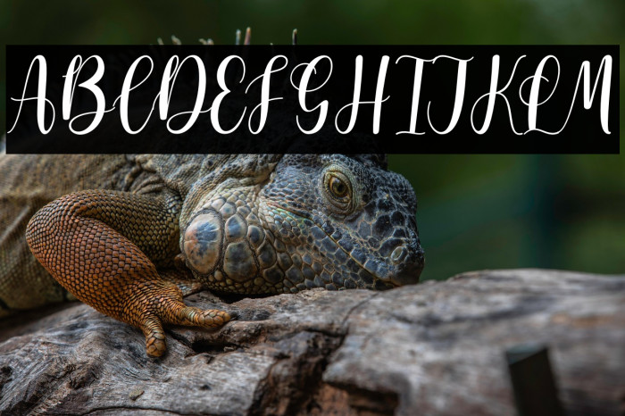 Olyndia Personal Use Example 2