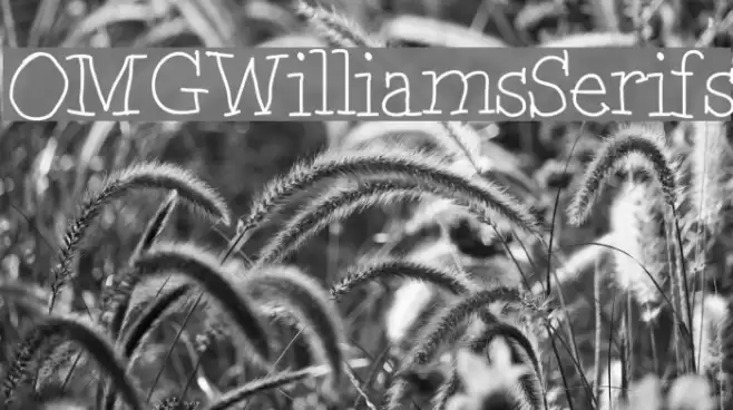 OMGWilliamsSerifs Font examples