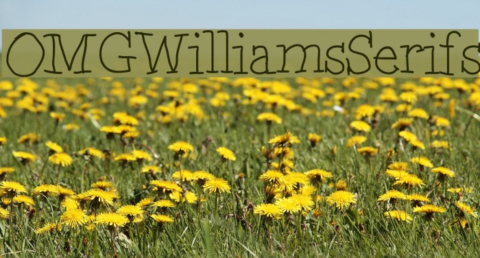 OMGWilliamsSerifs Font examples