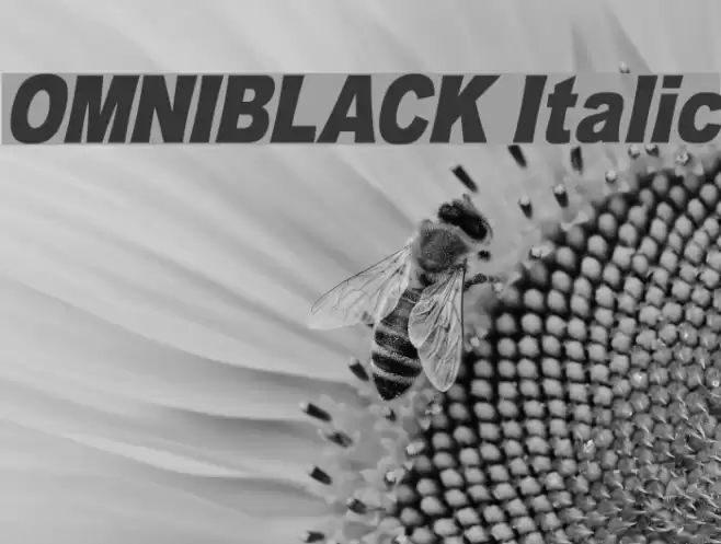 OMNIBLACK Italic Font examples