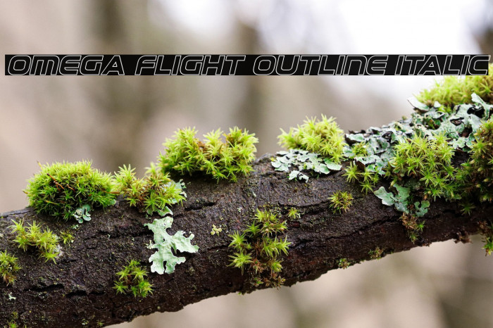 Omega Flight Outline Italic Example 1