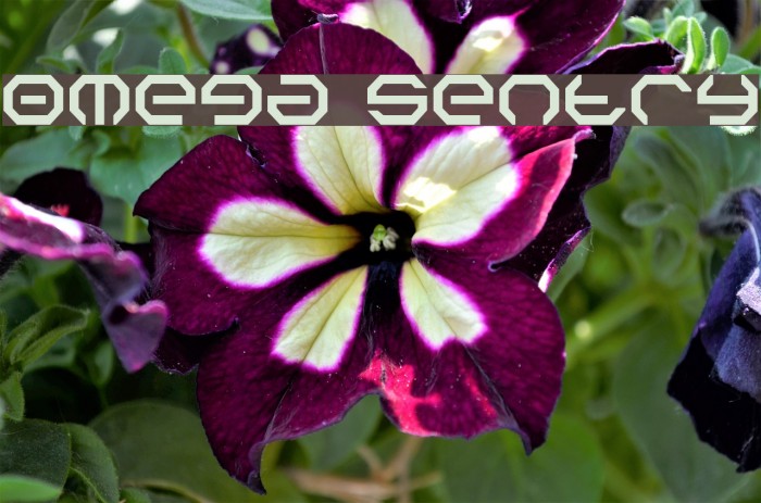 Omega Sentry Font examples