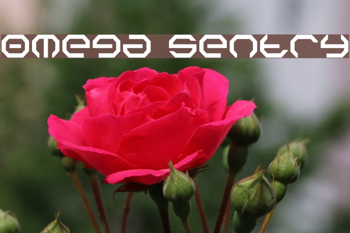Omega Sentry Font examples