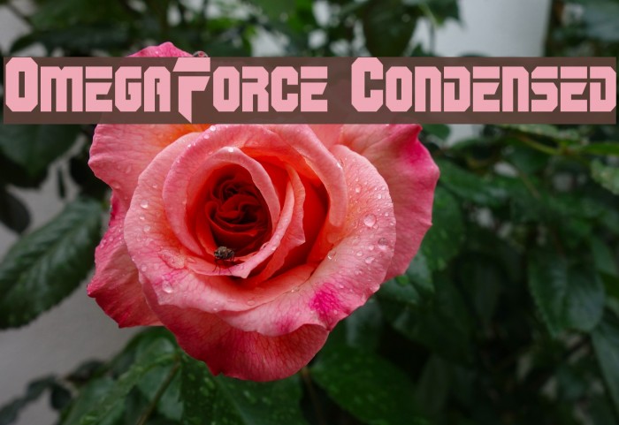 OmegaForce Condensed Font examples