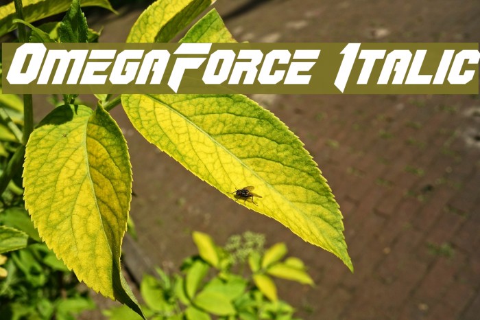 OmegaForce Italic Font examples