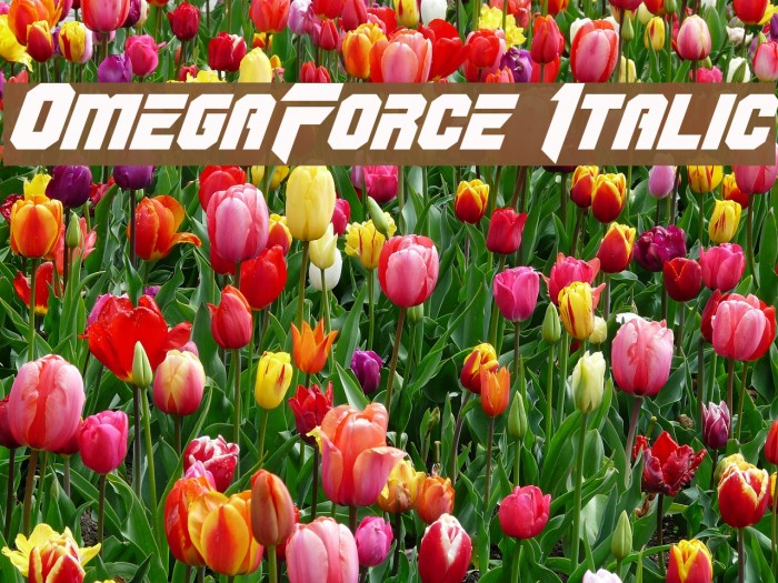 OmegaForce Italic Font examples