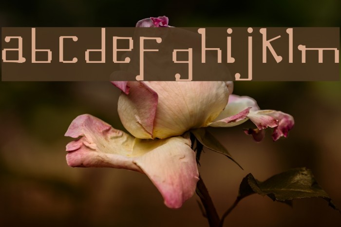 Omellons Light Font examples