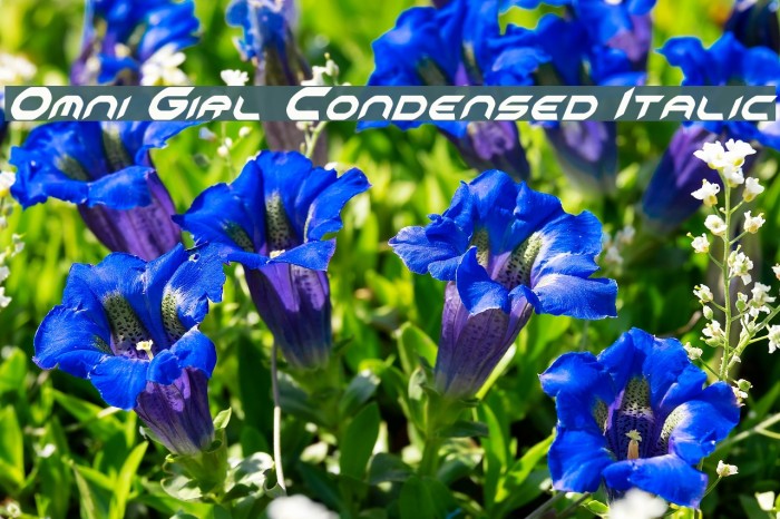 Omni Girl Condensed Italic Example 3