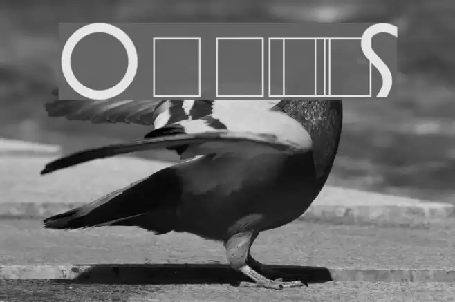 Omnibus Font examples