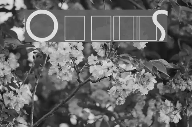 Omnibus Font examples