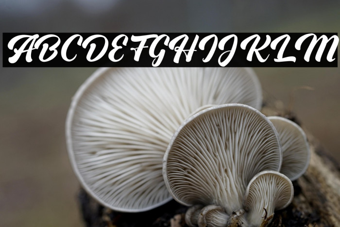 OnboardFREE Example 3