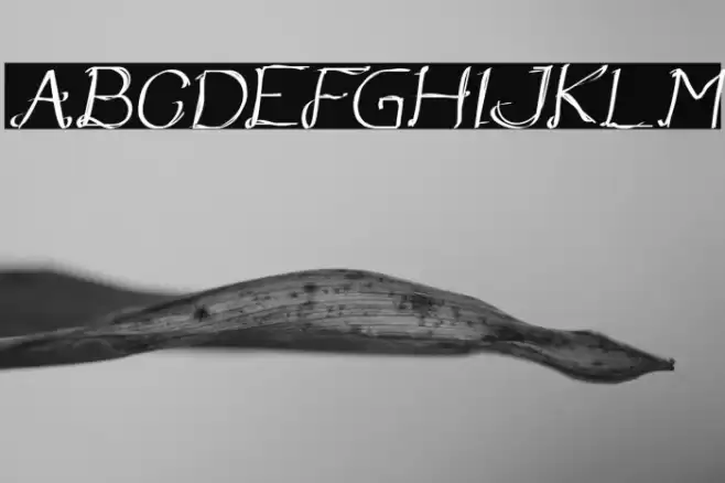 Once Upon a Time Italic Font examples