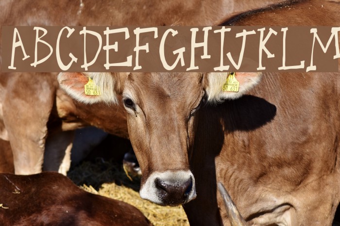 One Legged Donkey Font examples