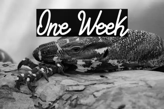 One Week Font examples