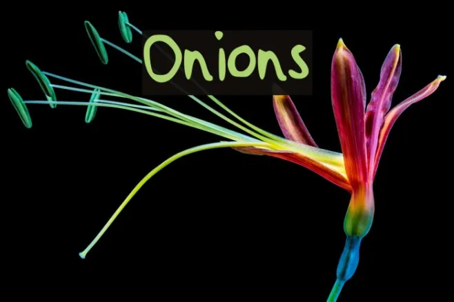 Onions Example 1