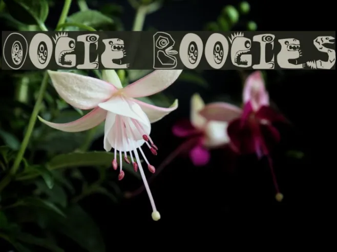 Oogie Boogies Example 2