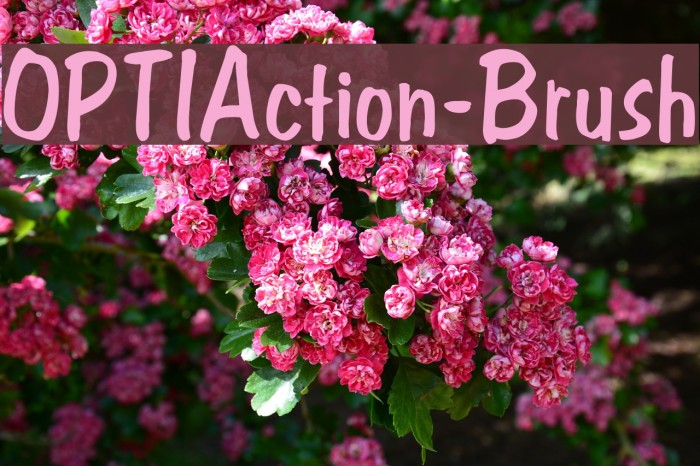 OPTIAction-Brush Font examples