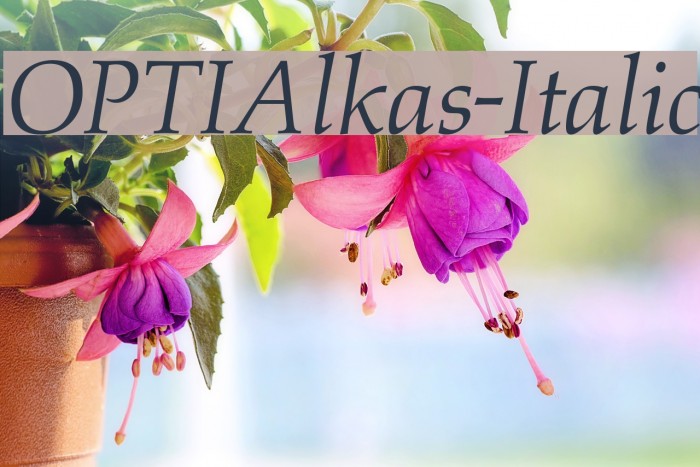 OPTIAlkas-Italic Font examples