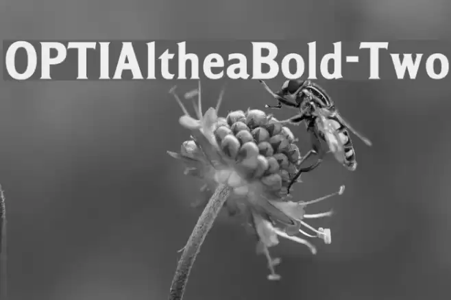 OPTIAltheaBold-Two Font examples