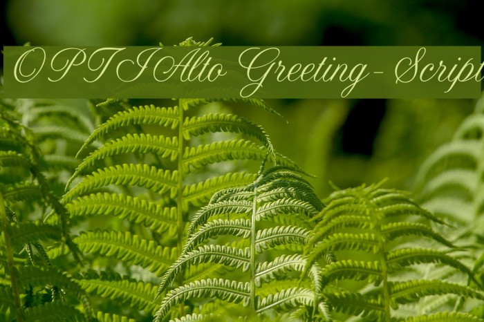 OPTIAltoGreeting-Script Font examples