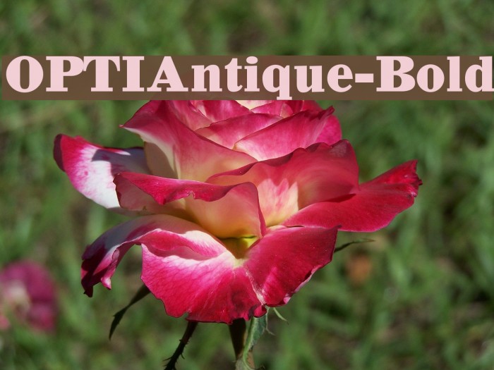 OPTIAntique-Bold Font examples