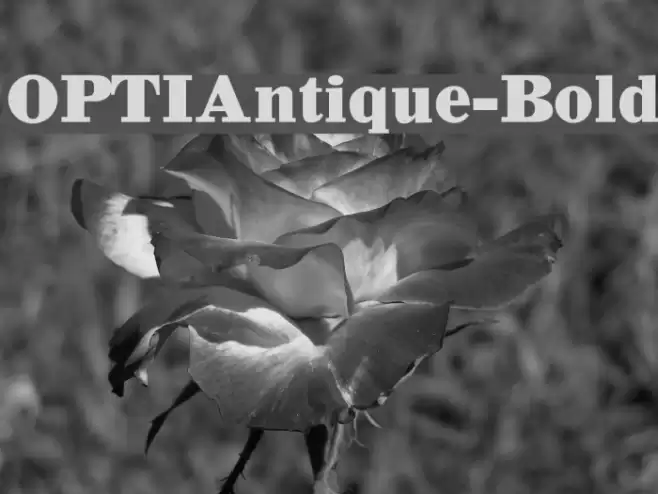 OPTIAntique-Bold Font examples