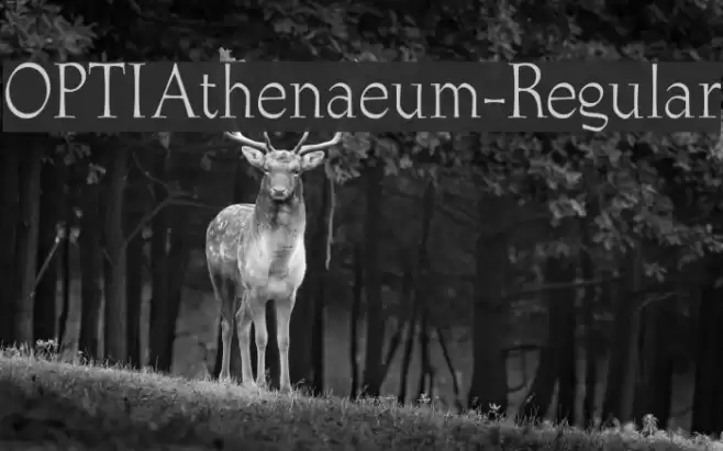 OPTIAthenaeum-Regular フォント examples