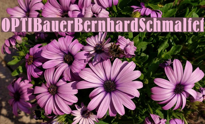 OPTIBauerBernhardSchmalfet Font examples